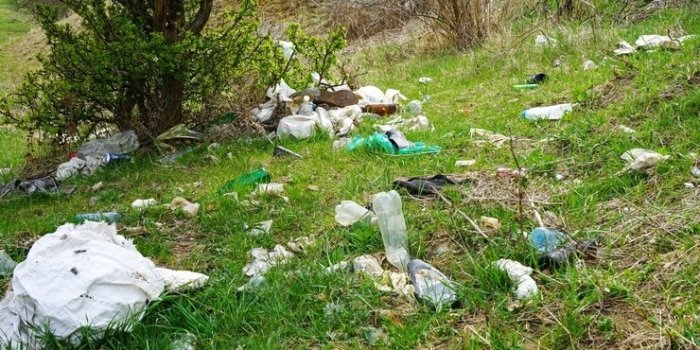 Жителям Мурманской области напомнили о штрафах за выброс мусора в лесу